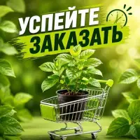 УСПЕЙТЕ ЗАКАЗАТЬ