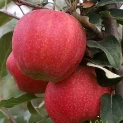 Яблоня ГАЛА ШНИГА в Бресте