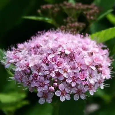 Спирея ПИНК СПАРКЛЕР в Бресте