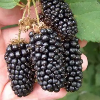 Ежевика ЛОХ НЕСС бесшипная  в Бресте