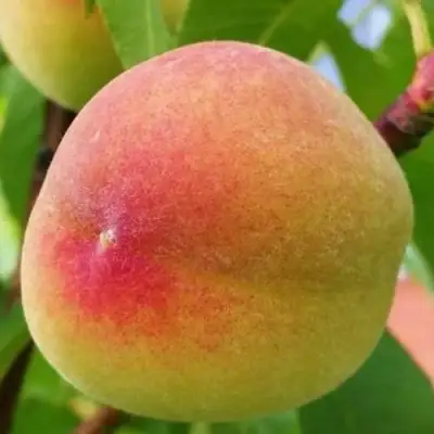 Персик ВЕТЕРАН в Бресте