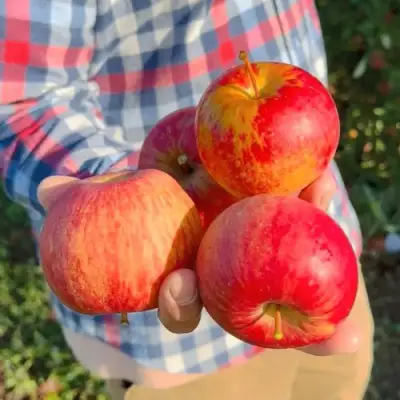 Яблоня КРАСАВИТА в Бресте