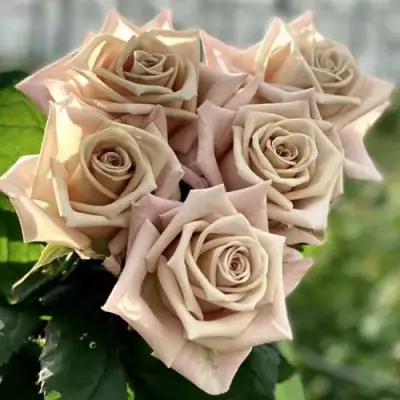 Роза МЕНТА чайно-гибридная в Бресте