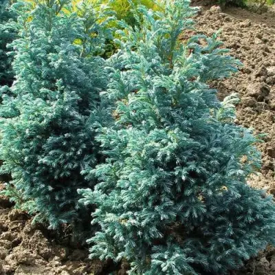 Кипарисовик БУЛЕВАРД горохоплодный в Бресте