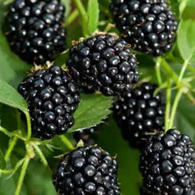 Ежевика КИТАНИНИ бесшипная  в Бресте