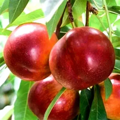 Нектарин СТАРК РЕД ГОЛД в Бресте