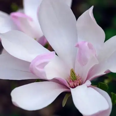 Магнолия ПИНКИ в Бресте