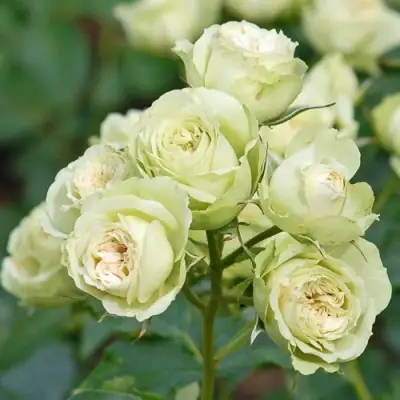 Роза ГРИН ДАЙМОНД миниатюрная в Бресте