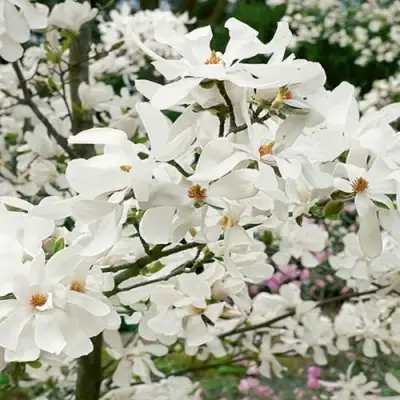 Магнолия ЛЕБНЕРА МЕРРИЛЛ в Бресте