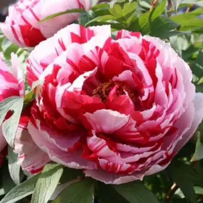 Пион РЕД ВИЗ ПИНК древовидный в Бресте