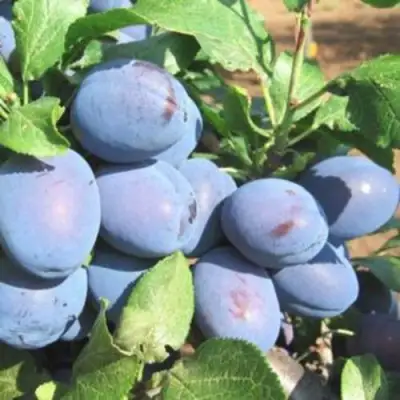 Слива ГИЛЬБЕРТ в Бресте