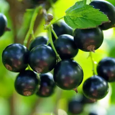 Смородина чёрная ВЕЛОЙ (ЛЕНИНГРАДСКАЯ СЛАДКАЯ) в Бресте