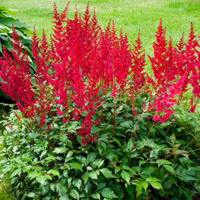 Астильба КОБЛЕНЦ японская в Бресте