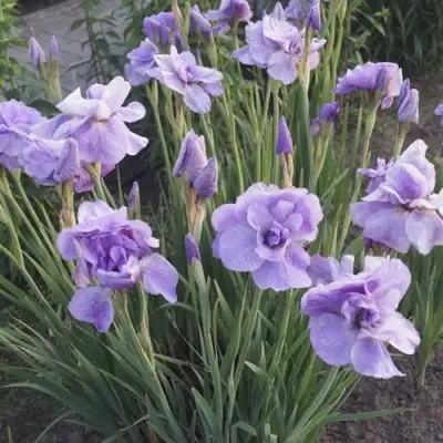 Ирис ИМПЕРИАЛ ОПАЛ сибирский в Бресте