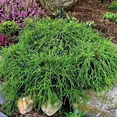 Кипарисовик ФИЛИФЕРА НАНА горохоплодный  в Бресте