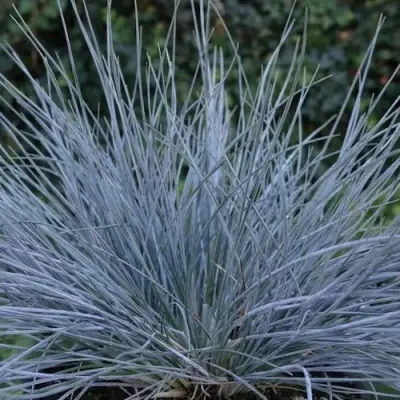 Овсяница АЙСФОГЕЛЬ сизая в Бресте