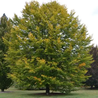 Бук лесной в Бресте