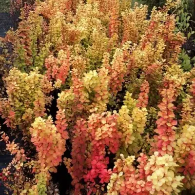 Барбарис САММЕР САНСЕТ тунберга в Бресте