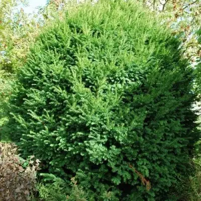 Тис РЕПАНДЕНС ягодный в Бресте