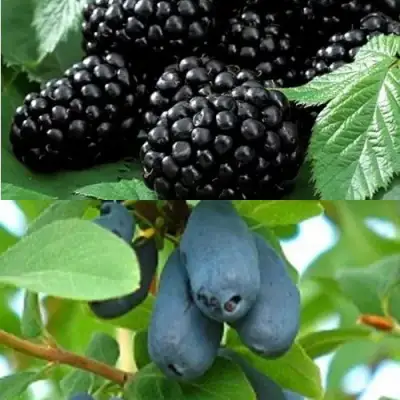 Комплект ЯГОДНЫЙ ДУЭТ в Бресте