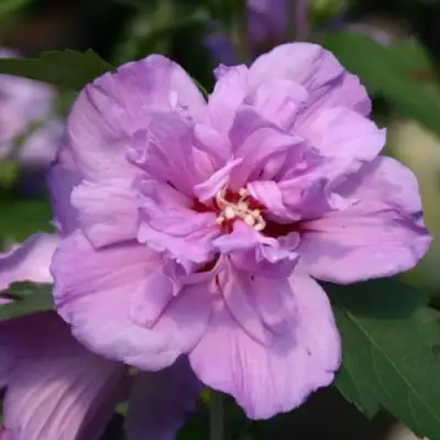 Гибискус АРДЕНС сирийский в Бресте