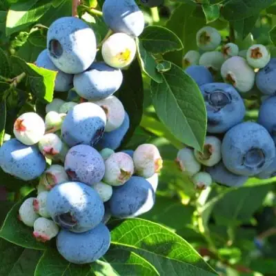 Голубика ДАРРОУ в Бресте