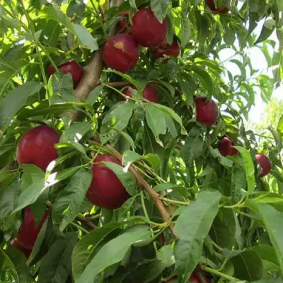 Нектарин ЭКСТРИМ БЬЮТИ в Бресте