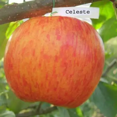 Яблоня ЦЕЛЕСТЕ в Бресте