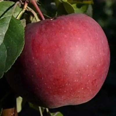 Яблоня БЕЛОРУССКОЕ СЛАДКОЕ в Бресте