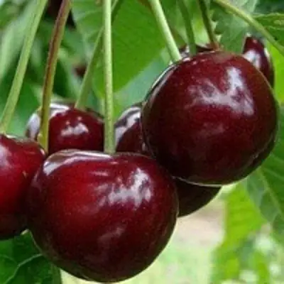 Вишня МИЛАВИЦА в Бресте