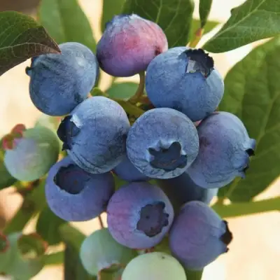 Голубика ОСОРНО в Бресте