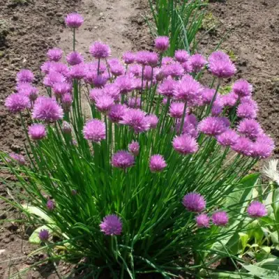 Лук-шнитт в Бресте