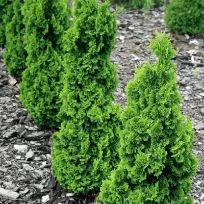 Туя ЗМАТЛИК западная в Бресте