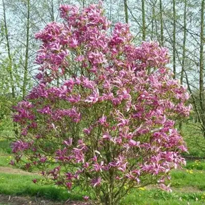 Магнолия СЬЮЗАН в Бресте