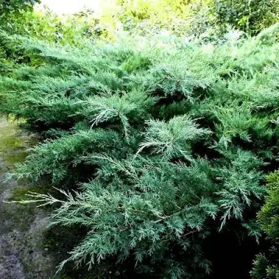 Можжевельник ПФИТЦЕРИАНА ГЛАУКА  средний в Бресте