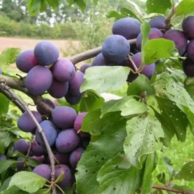 Слива ПЕРДРИГОН в Бресте