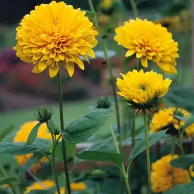 Подсолнечник СОЛЕЙЛ ДЕ ОР в Бресте