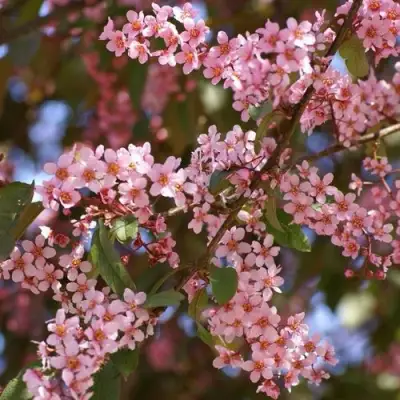 Черемуха КОЛОРАТА в Бресте