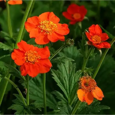 Гравилат БОРИСА в Бресте