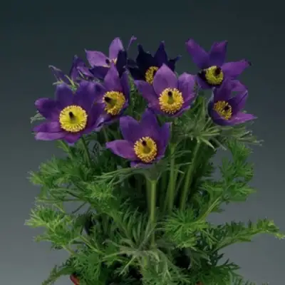 Прострел ПИНВИЛ БЛЮ ШЕЙДЕС в Бресте