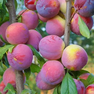 Слива КОЛОННОВИДНАЯ в Бресте