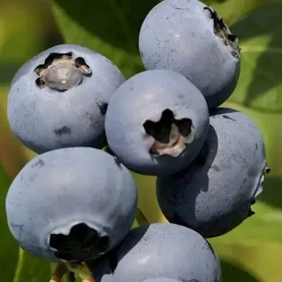 Голубика ЧАНДЛЕР в Бресте