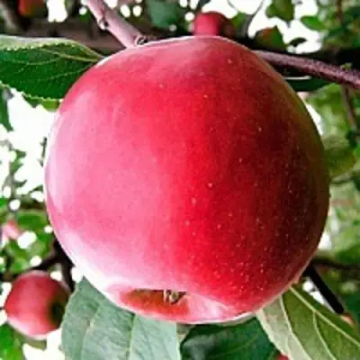 Яблоня КОВАЛЕНКОВСКОЕ в Бресте