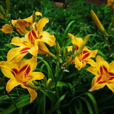 Лилейник БОНАНЗА гибридный в Бресте