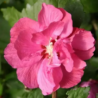 Гибискус ДЮК ДЕ БРАБАНТ сирийский  в Бресте