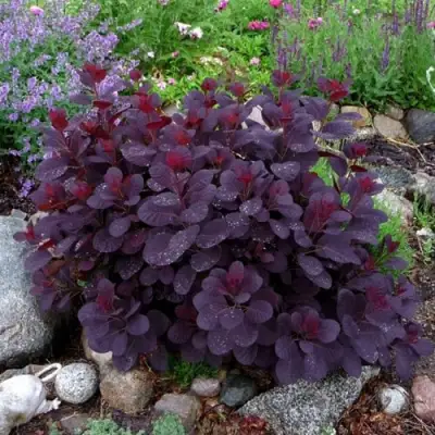 Скумпия РОЯЛ ПЕРПЛ кожевенная в Бресте