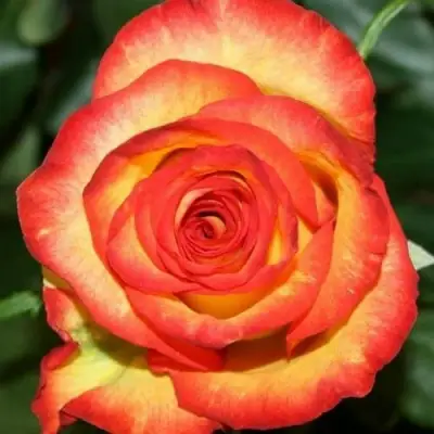 Роза ХАЙ МЭДЖИК чайно-гибридная в Бресте