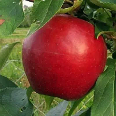 Яблоня РЕДФРИ в Бресте