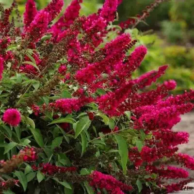 Буддлея давида РОЯЛ РЕД в Бресте