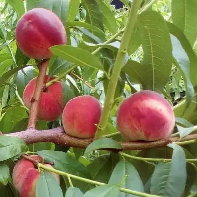 Персик КИЕВСКИЙ РАННИЙ в Бресте